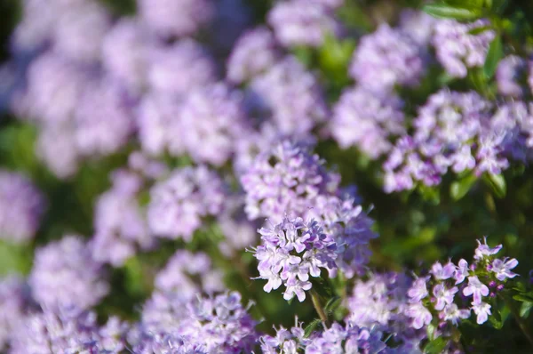 stock image Thyme blooming