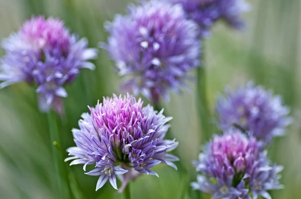 Chive blooming — Stock Photo, Image