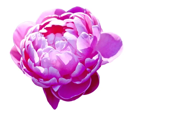 ดอกไม้ของ Peony จีน — ภาพถ่ายสต็อก