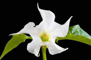 Jimsonweed