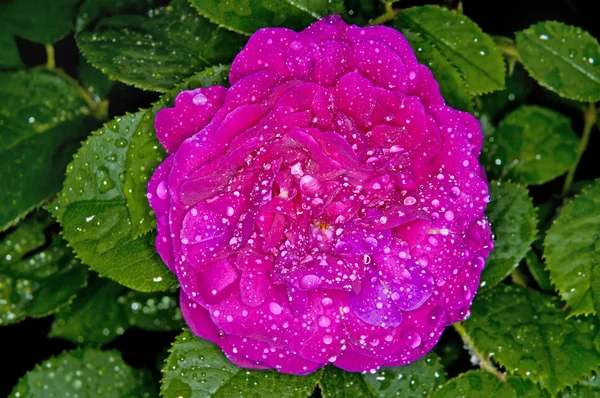 Róża z kroplami wody — Zdjęcie stockowe