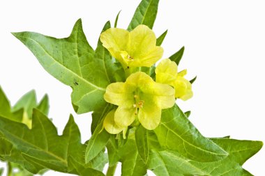 Yellow henbane clipart