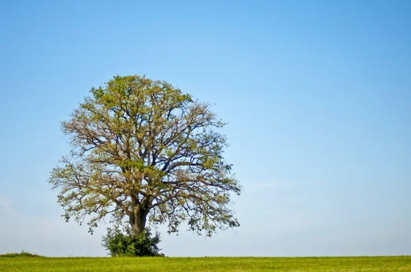 Oak in summer — Stock Photo, Image