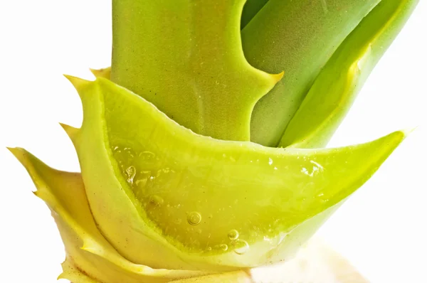 Aloe vera — Stock Photo, Image