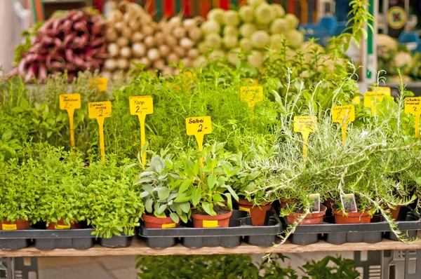 stock image Kitchen herbs