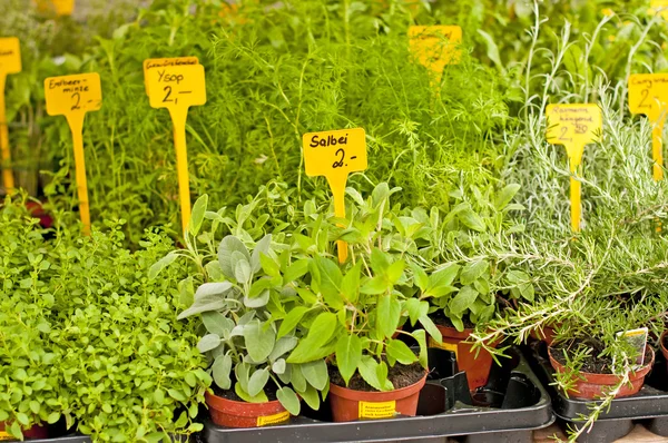 stock image Kitchen herbs