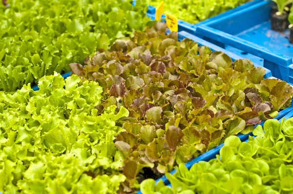 Seedlings of salad — Stock Photo, Image