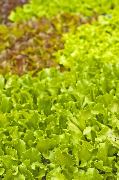 Mudas de salada — Fotografia de Stock