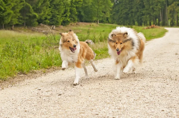 Collie dogs — Stock Photo, Image