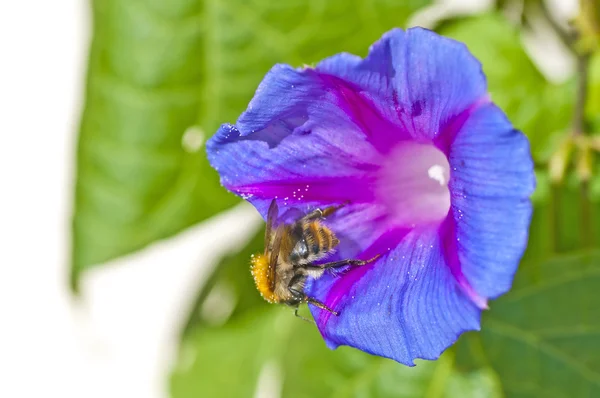 Bumble bee on morning glory — Stock Photo, Image