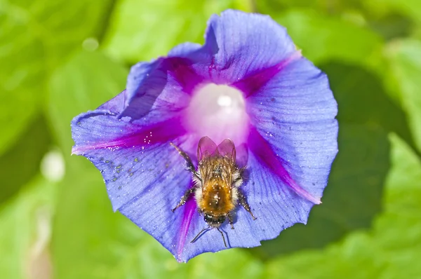 Sabah zafer üzerinde Bumble bee — Stok fotoğraf