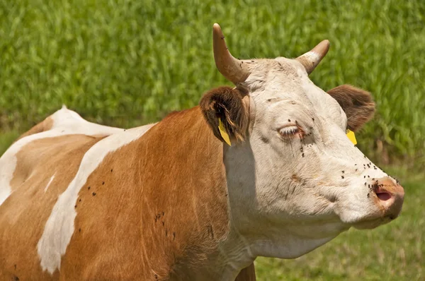 Vaca em uma variedade — Fotografia de Stock
