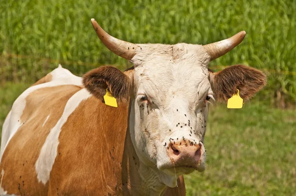 Krowa w zakresie — Zdjęcie stockowe