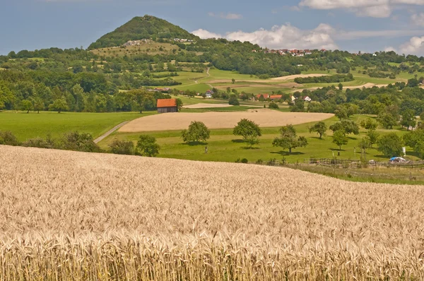 Rye with hill — Stock Photo, Image