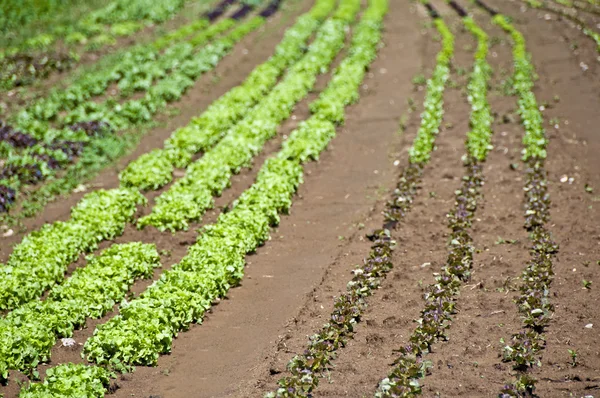 Odling av sallad och grönsaker — Stockfoto