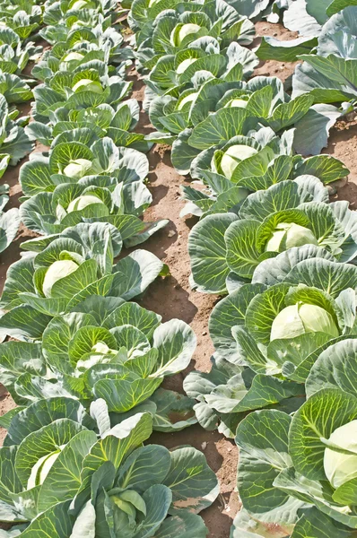 Cultivation of kale — Stock Photo, Image
