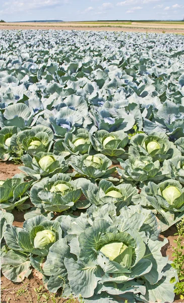 Kale の耕作 — ストック写真