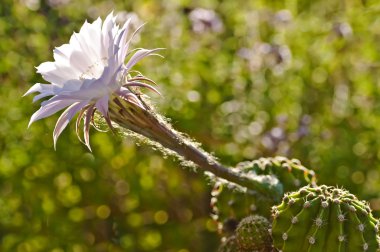 Echinopsis eyriesii