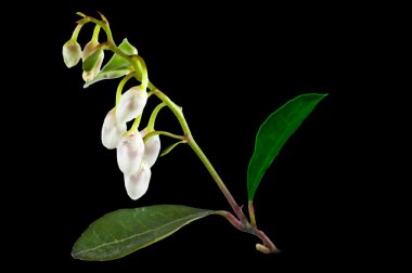 Gaultheria procumbens