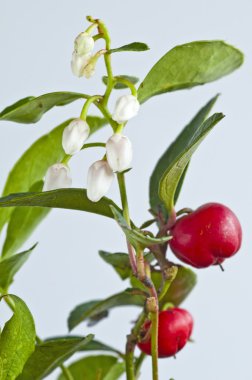 Gaultheria procumbens