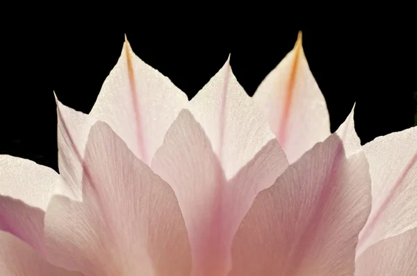Blossom in back-light — Stock Photo, Image