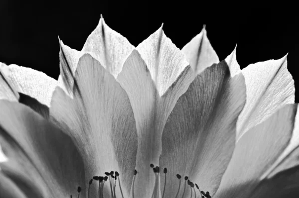 Blossom in rug-licht — Stockfoto