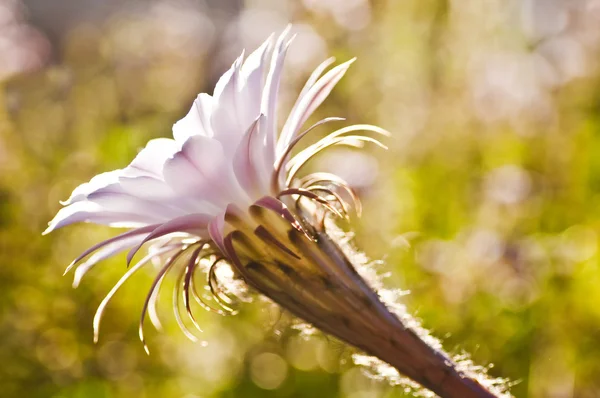 Echinopsis eyriesii — Foto Stock