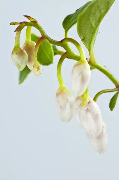Gaultheria procumbens — Stockfoto