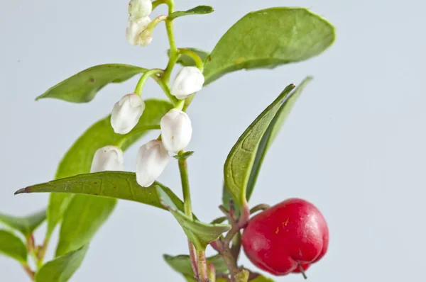 stock image Gaultheria procumbens