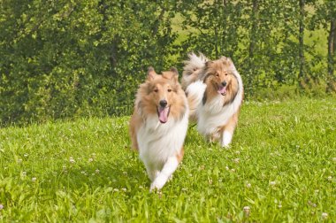 Collie köpekleri