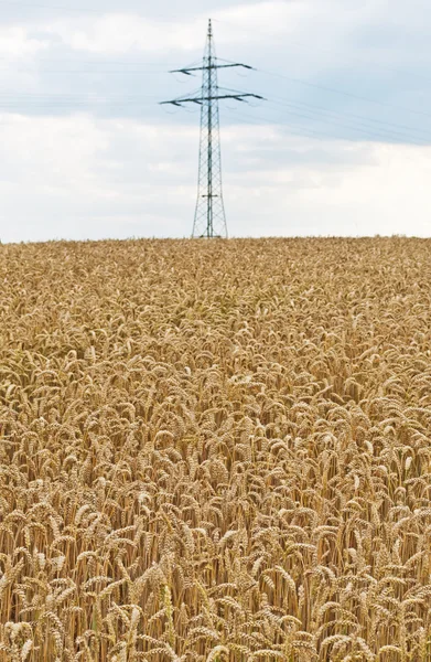 Pilón con trigo — Foto de Stock