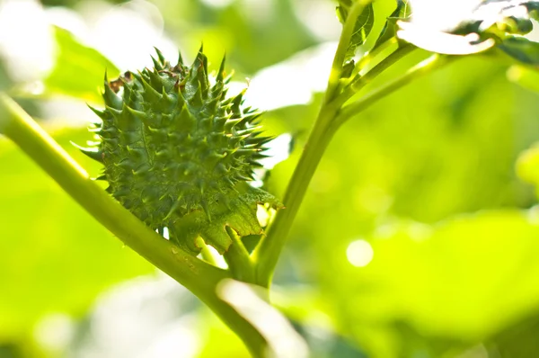 stock image Thornapple