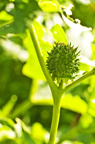 stock image Thornapple