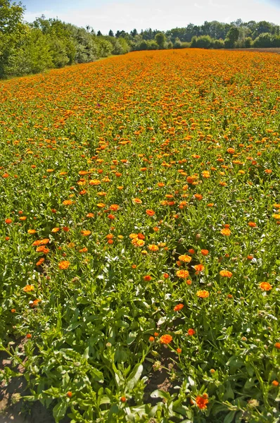 stock image Marigold field