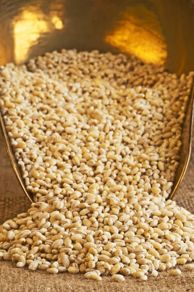 Barley pearls — Stock Photo, Image