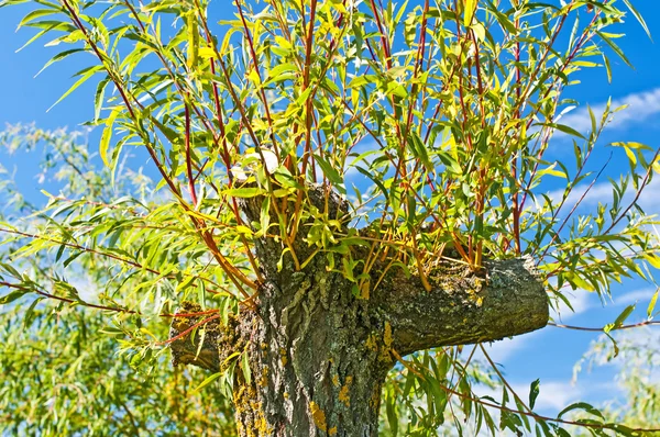 stock image Pollarded willow