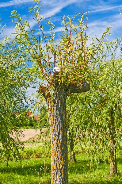 Pollarded willow — Stock Photo, Image
