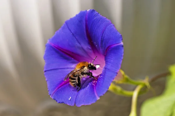 Bumble abeja en la gloria de la mañana —  Fotos de Stock