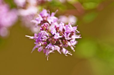 Oregano blooming clipart