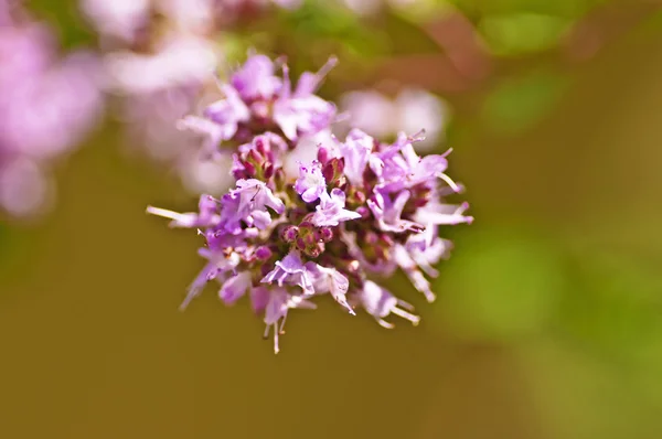 Oregano blooming — Stock Photo, Image