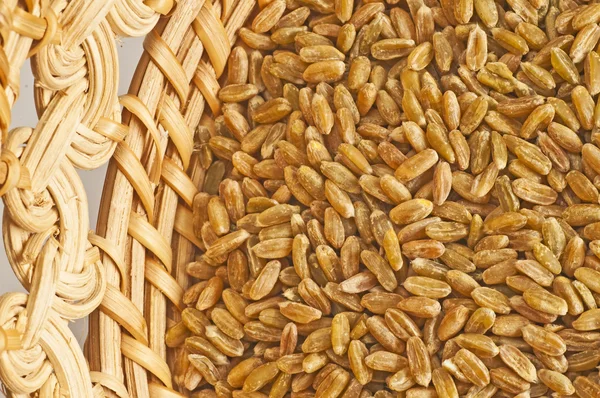 Незрелое зерно — стоковое фото