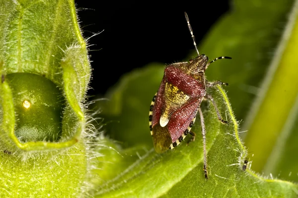 Bug on a henbane — Stock Photo, Image