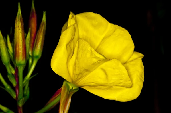 Evening primrose — Stock Photo, Image