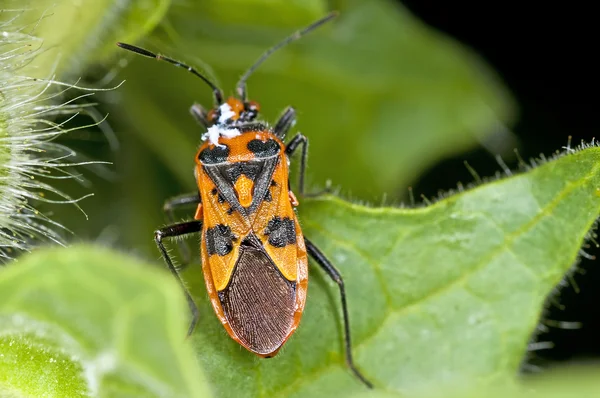 Käfer coryzus hyoscyami l. — Stockfoto