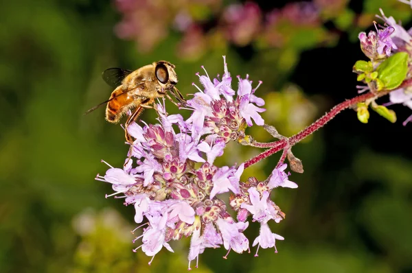 Bee op majoram — Stockfoto