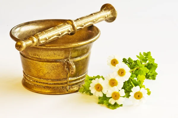 Mortar with feverfew — Stock Photo, Image
