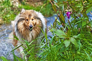 Collie köpek