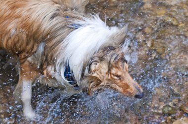 Collie köpek