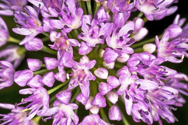 Allium tuberosum — Stock Photo, Image