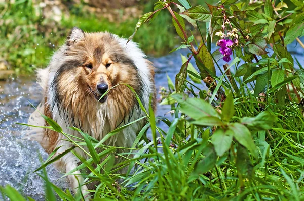 Cão de collie — Fotografia de Stock